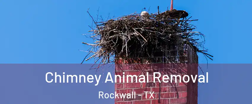 Chimney Animal Removal Rockwall - TX