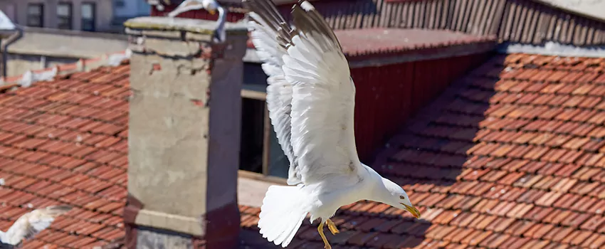 Residential Chimney Animal Removal Solution in Rockwall, TX