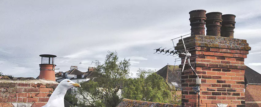 Chimney Cleaning And Restoration in Rockwall, Texas